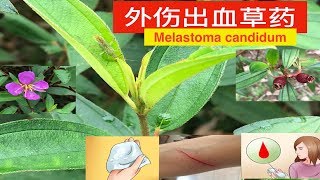 （野牡丹）马来人传统外伤出血草药。Traditional Uses of Melastoma candidum Kegunaaan Senduduk [upl. by Nnaegroeg360]