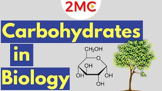 Carbohydrates  Biological Molecules Simplified 1 [upl. by Mellette]