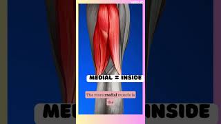 Hamstrings Anatomy [upl. by Werdna946]