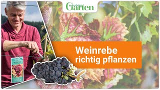 Expertenwissen Weinrebe erfolgreich pflanzen  Gartentipps für eine ertragreiche Ernte [upl. by Ltney]