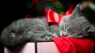 Kitten Christmas Surprise Compilation  New [upl. by Lathrope]