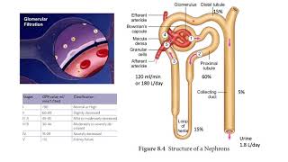 RENAL SCINTIGRAPHY [upl. by Amadus7]