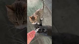 Cat Stands Kitties Follow Food Cats Treats Pet Animal Food Time AnnaCatVideos [upl. by Porcia246]