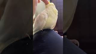 Cockatiel Bird  cockatiel birds pets parrot petbirdcommunity cute shorts viralvideo [upl. by Danaher]