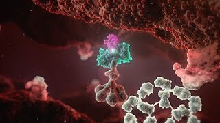 Cold Agglutinin Disease Animation  Mechanism of Disease [upl. by Nahtal]