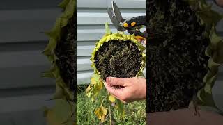 🌻HARVESTING SUNFLOWERS GARDENING asmr garden flowers fypシ゚viral instagood [upl. by Nolyarg]