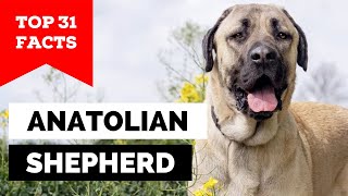 99 of Anatolian Shepherd Dog Owners Dont Know This [upl. by Enerehs]