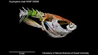 Kryptoglanis shajii skeleton [upl. by Albarran855]