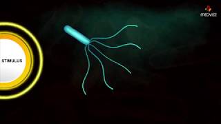 Flagellar Movement  Medical microbiology animations [upl. by Mattland]