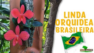 Orquídea da Mata Atlântica Sophronitis mantiqueirae [upl. by Lleraj]