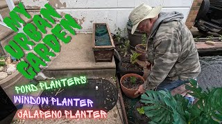 My Urban Garden  Early May Pond Planters Jalapeno planter and Window planter [upl. by Mchenry]