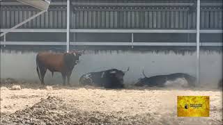 Miura ya en Pamplona Toros para San Fermín [upl. by Akenot]