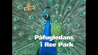 Påfugledans i Ree Park [upl. by Nivart]