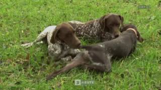 Jagdhunde Ausbildung ORF Salzburg heute [upl. by Eenej]