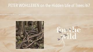 PETER WOHLLEBEN on the Hidden Life of Trees 67 [upl. by Boor752]