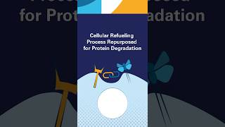 Cellular Refueling Process Repurposed for Protein Degradation [upl. by Aillicec842]