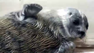 01 Cute Ringed seal baby old one monthかわいいワモンアザラシの赤ちゃん（生後一ヶ月）。 [upl. by Aracat]