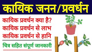 कायिक प्रवर्धन से लाभहानि  advantagesdisadvantages of vegetative propagation in hindi [upl. by Trust]