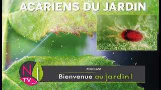 TIQUES AOÛTATS ARAIGNÉES ROUGES CONNAÎTRE IDENTIFIER ET LUTTER CONTRE LES ACARIENS DU JARDIN [upl. by Nnaarual]