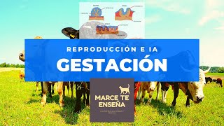 Gestación en Veterinaria [upl. by Inna217]