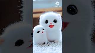 Adorable Fluffy Cats Spreading Smiles 😻 catsruleeverythingaroundme cute cuteanimal cutecat [upl. by Shulem]