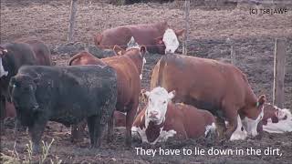 High Quality Beef Feedlots English [upl. by Yeliak]