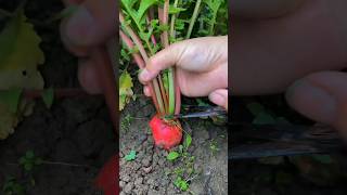 Cut Off The Top Of Radish Plants To Grow Bigger And Juicier Fruits farming gardening [upl. by Cindy]