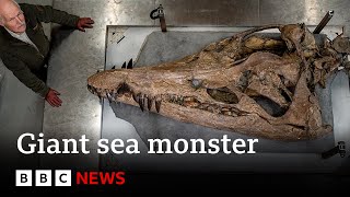 Colossal sea monster unearthed in UK  BBC News [upl. by Cowen]