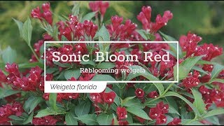 30 Seconds with Sonic Bloom® Red Weigela [upl. by Christos637]