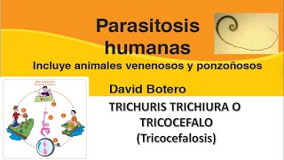 TRICHURIS TRICHIURA TRICOCEFALO Parasitosis humanas David Botero [upl. by Schofield]