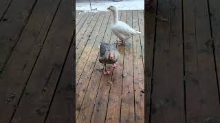 Pet Toulouse Goose Arguing With Me 🤣 funny birds shorts [upl. by Sabir523]