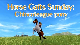 Horse Gaits Sunday Chincoteague Pony  SSO [upl. by Oivlis]