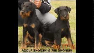 GERMAN HUNTING TERRIER  KENNEL quot SHONSKI quot  DEUTSCHER JAGDTERRIER [upl. by Ellerud]