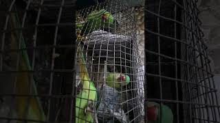 Highlight 417 – 918 from Qureshi kitchen 🍽 is live please sabi aye mere parrots se milecomment k [upl. by Marek885]