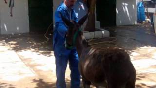 Khemisset two donkeys arrive from Tiddas souk [upl. by Damien]