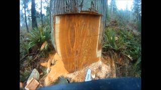 Felling a large western red cedar [upl. by Brink]