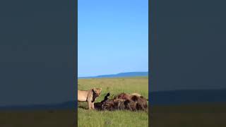 Lion and African Dog Feast Together Wildlife Savanna [upl. by Hock]