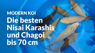 Die Karashigoi und Chagoi aus Maeda  Modern Koi Blog 6973 [upl. by Crelin]