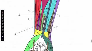 Carpal Tunnel Textbook [upl. by Choo396]