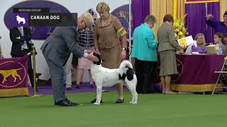 Canaan Dogs  Breed Judging 2019 [upl. by Ayanaj]