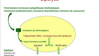 Les Tissus Adipeux HISTOLOGIE PACES  1ére année médecine [upl. by Rod]