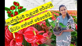 anthurium wagawa sinhala  ඇන්තුරියම් පැළයක් සිටවා ගන්නා හරිම ක්‍රමය  how to grow anthurium plants [upl. by Akoek624]