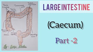 Large Intestine part 2 caecum [upl. by Atalayah]