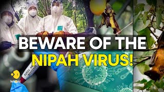 Virus Hunter Monitoring Nipah Virus in Bat Populations  HHMI BioInteractive Video [upl. by Yecram72]