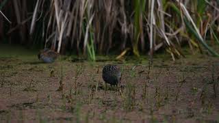 Australian spotted crake Porzana fluminea [upl. by Ibed]