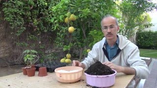 كيفية زراعة بذور النباتات How to grow plants from seed [upl. by Trish428]