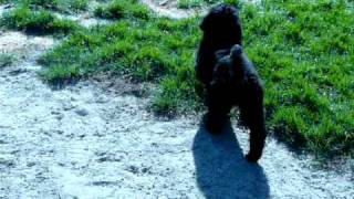 Adorable 9WeekOld Standard Poodle Puppy exploring the Backyard [upl. by Tolman]