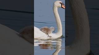 096🐤 Mute Swans  Get Off A Free Ride  Thank You Mommy [upl. by Idnat]