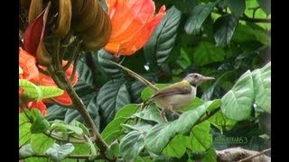 Common Tailorbird searching  flower nectar [upl. by Ivatts351]