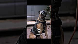 NORMAL AND TRAINED DOGS 💀 animals trollface trollfaceedit dog [upl. by Snej628]